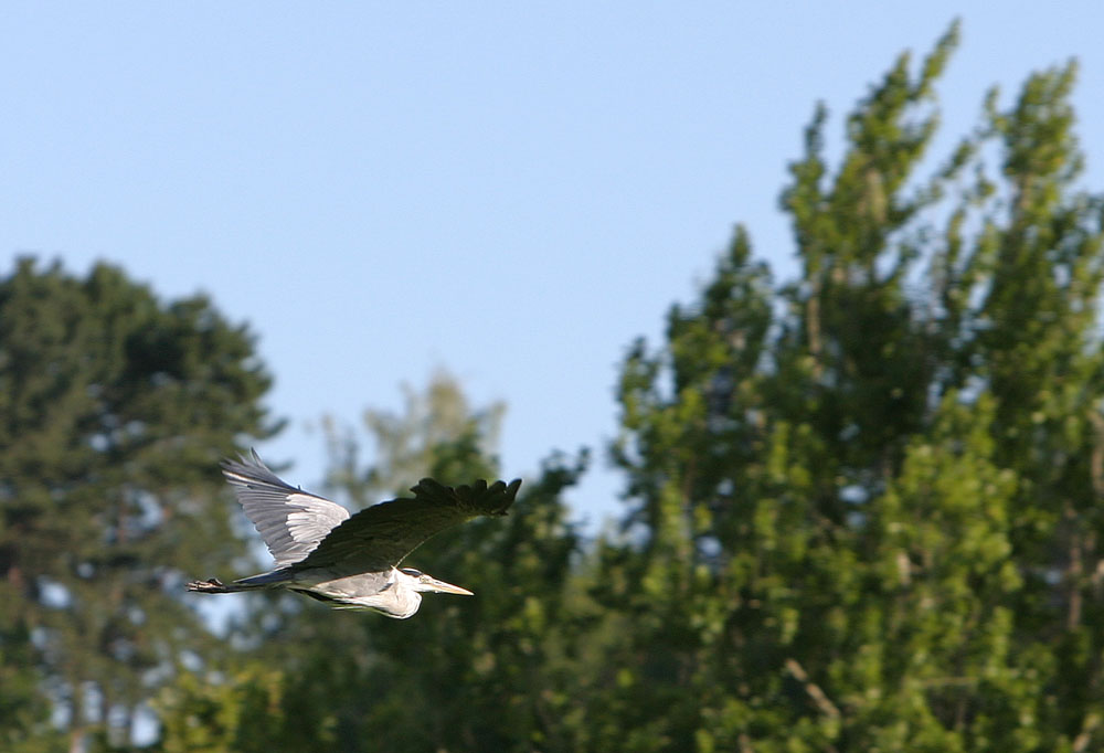 Graureiher im Flug ....