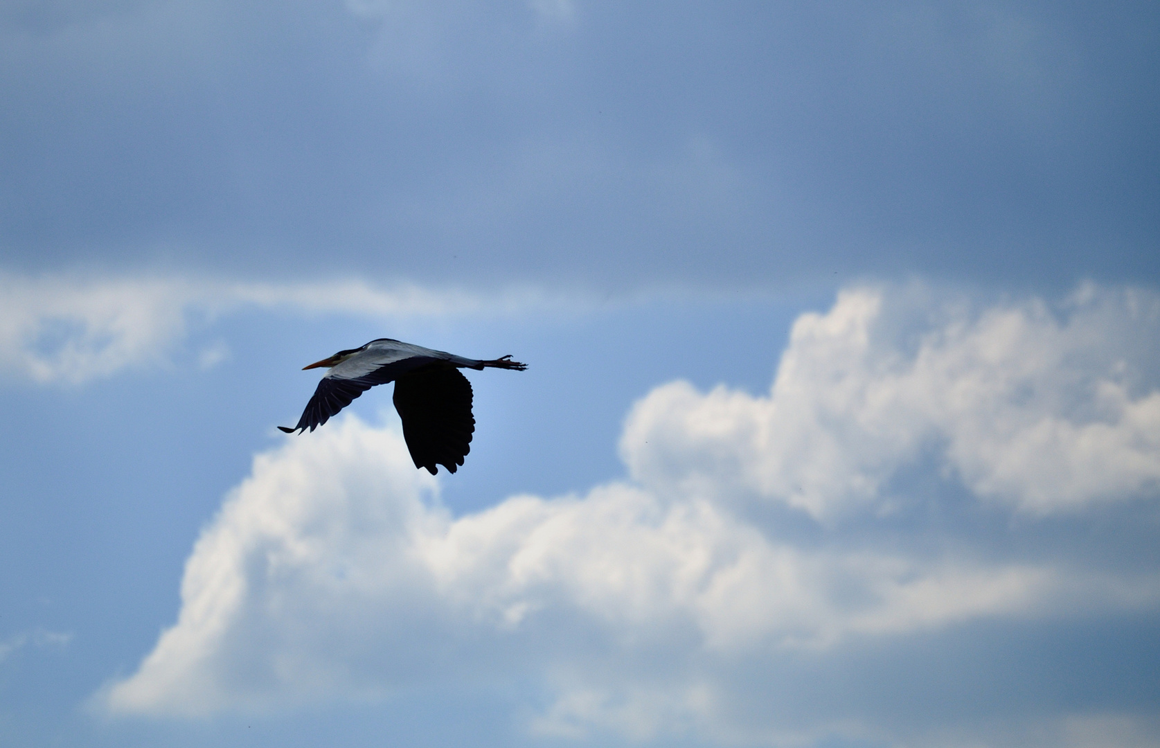 Graureiher im Flug