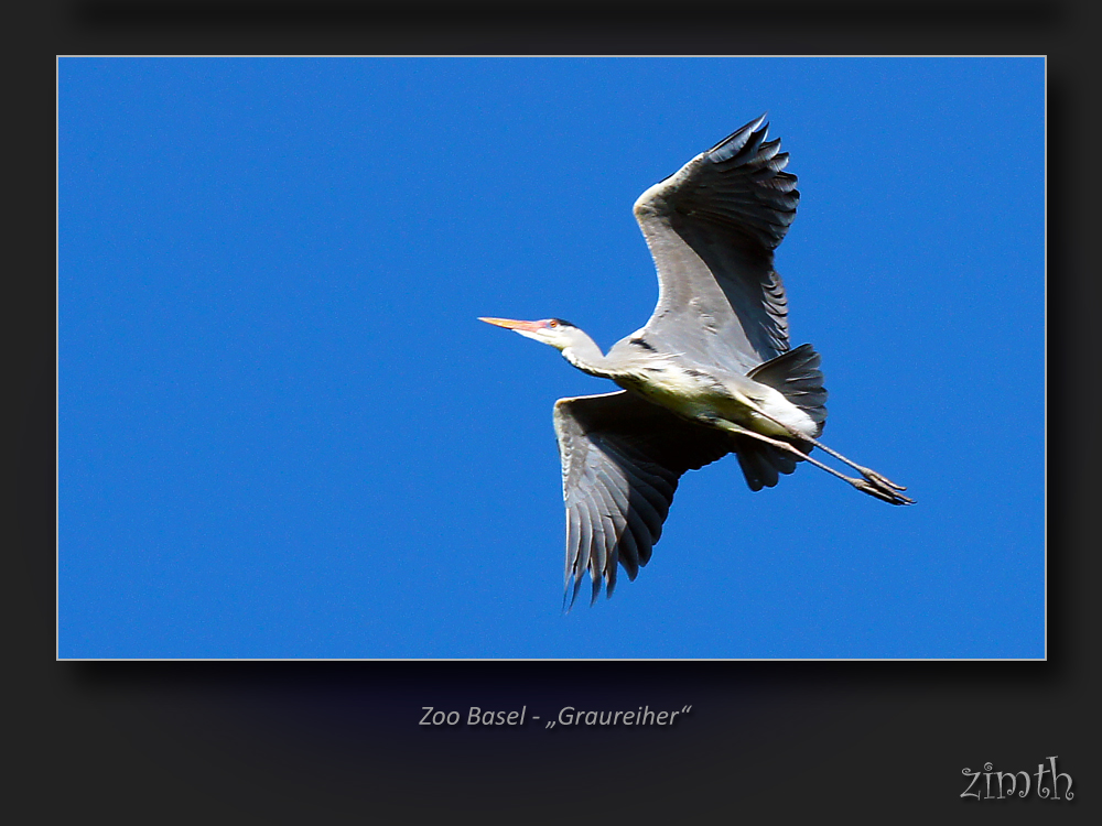 Graureiher im Flug