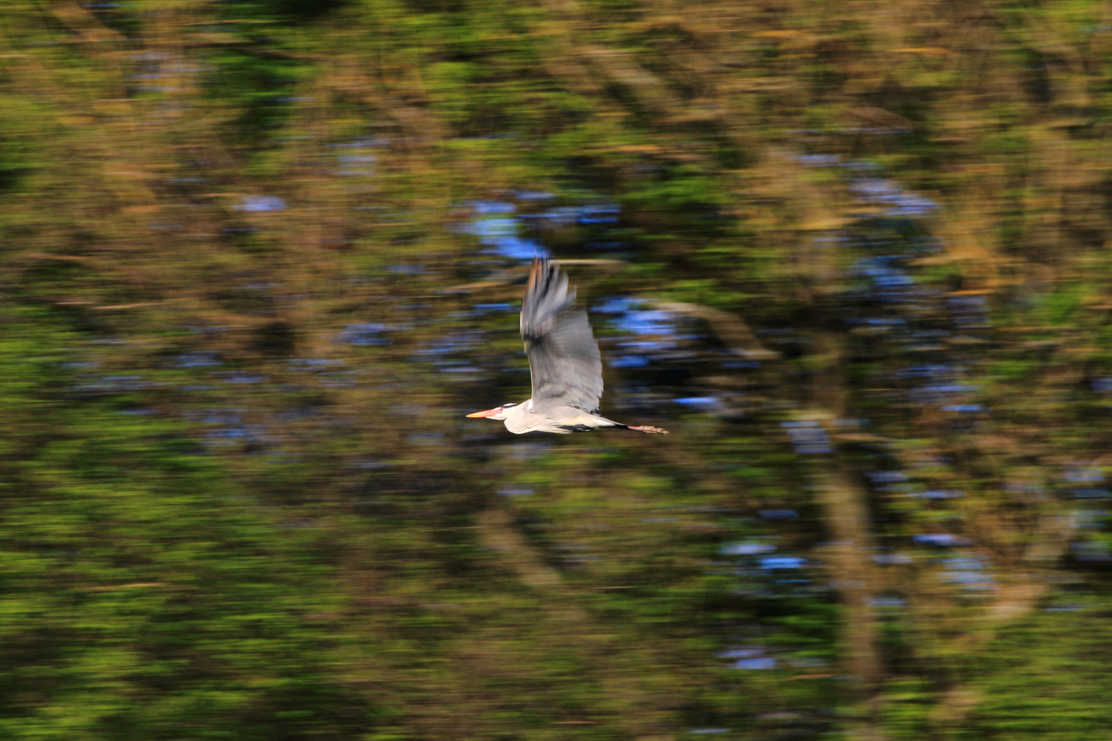 graureiher im flug