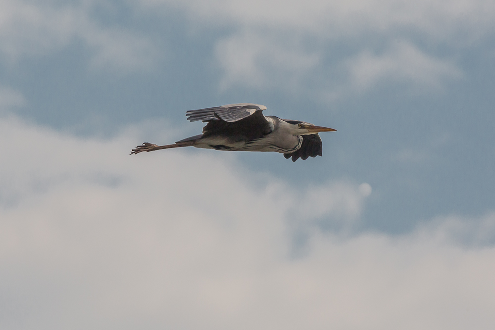 Graureiher im Flug