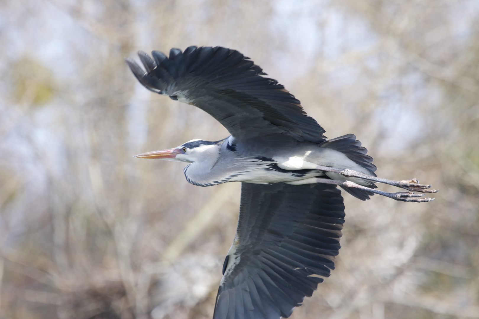 Graureiher im Flug