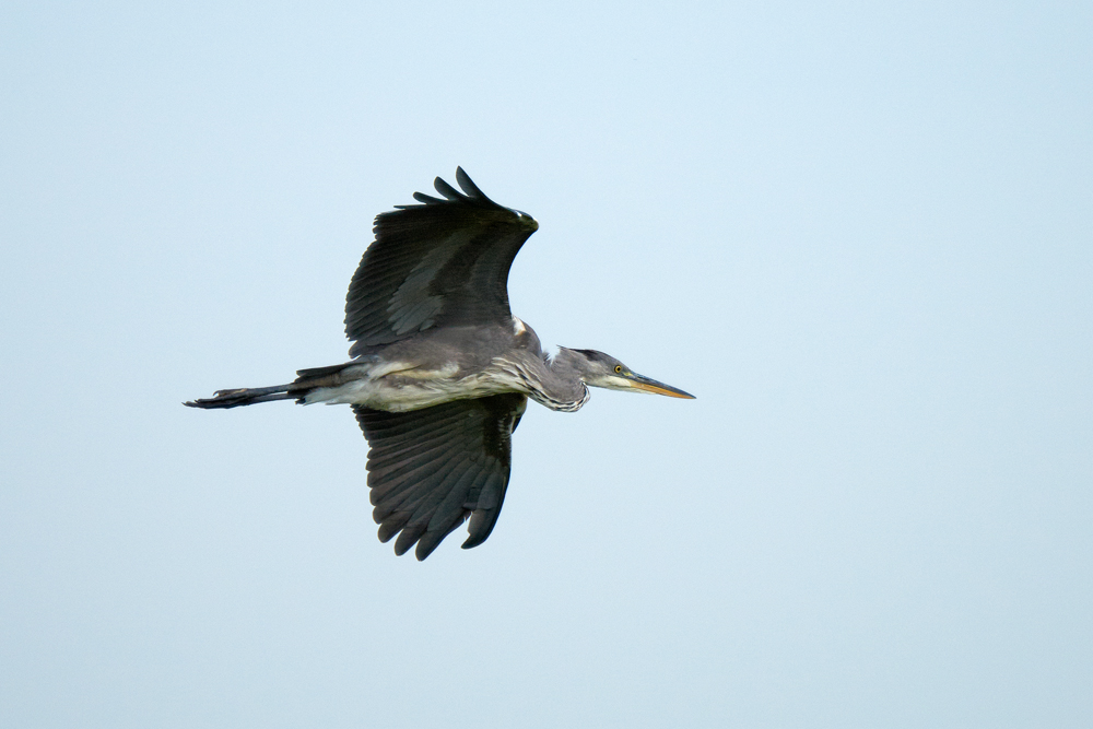 Graureiher im Flug