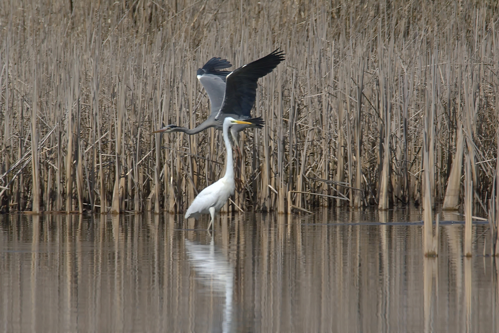 Graureiher im Flug