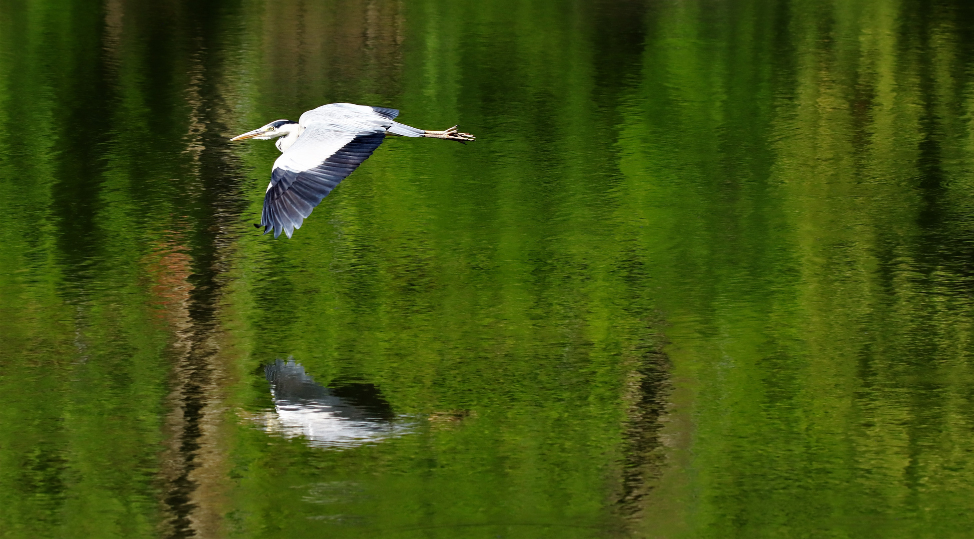 Graureiher im Flug