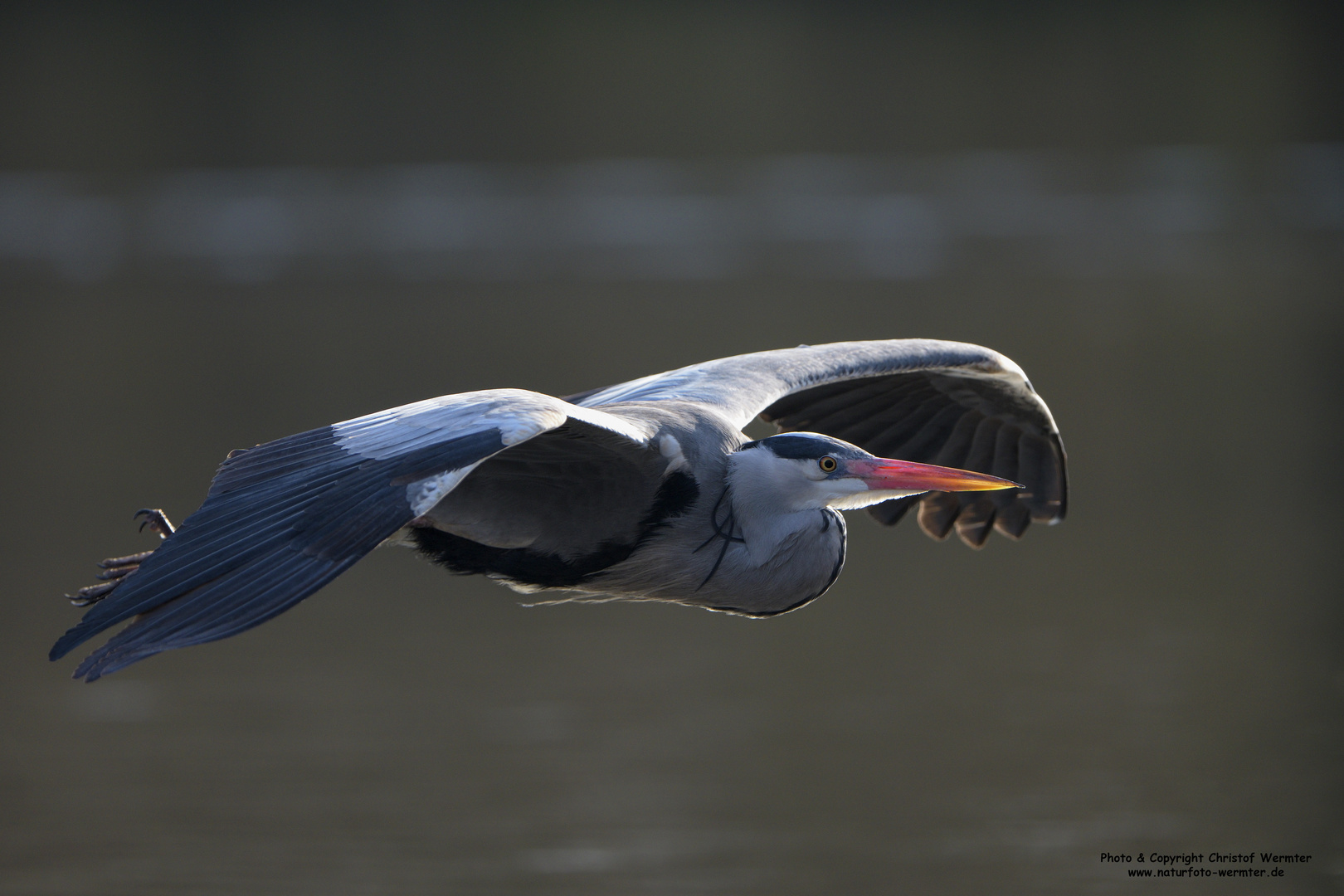 Graureiher im Flug