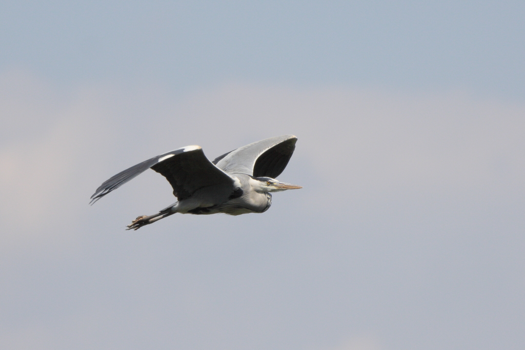 Graureiher im Flug