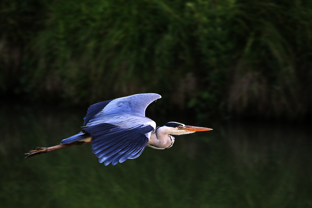 Graureiher im Flug