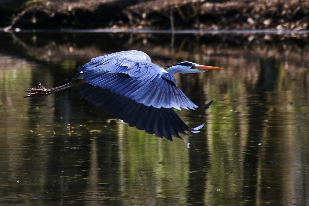 Graureiher im Flug