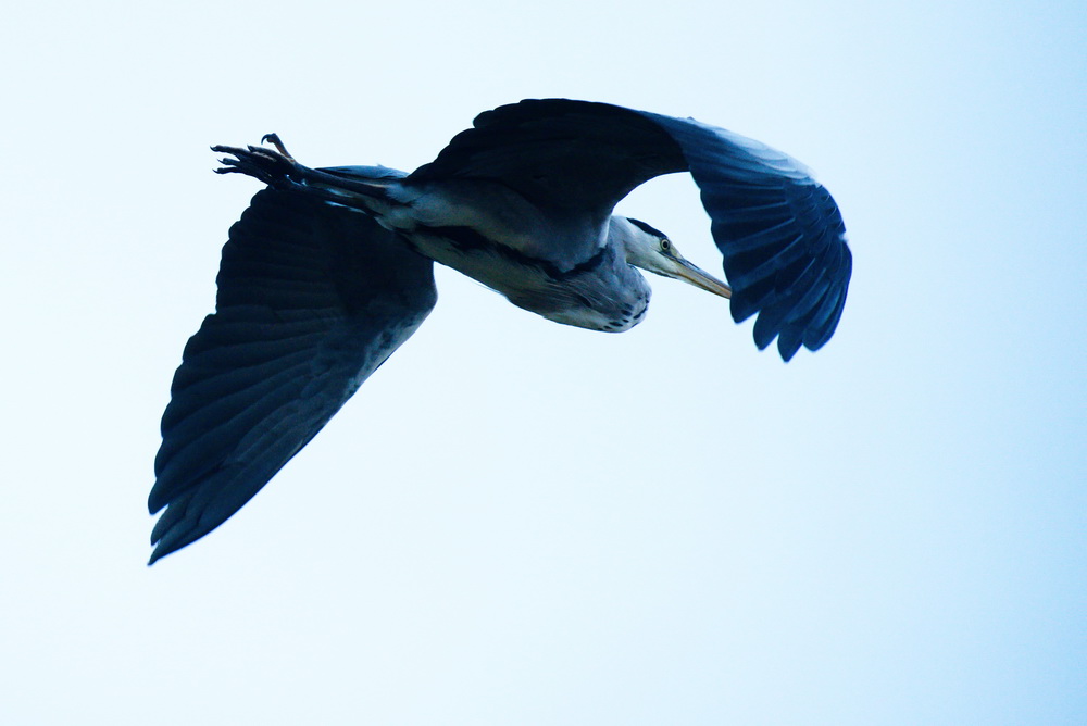 Graureiher im Flug