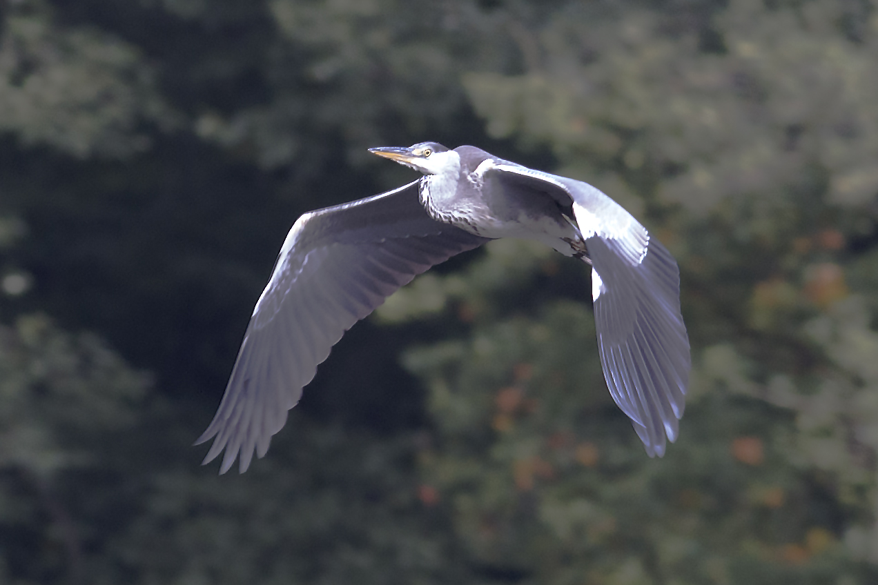 Graureiher im Flug