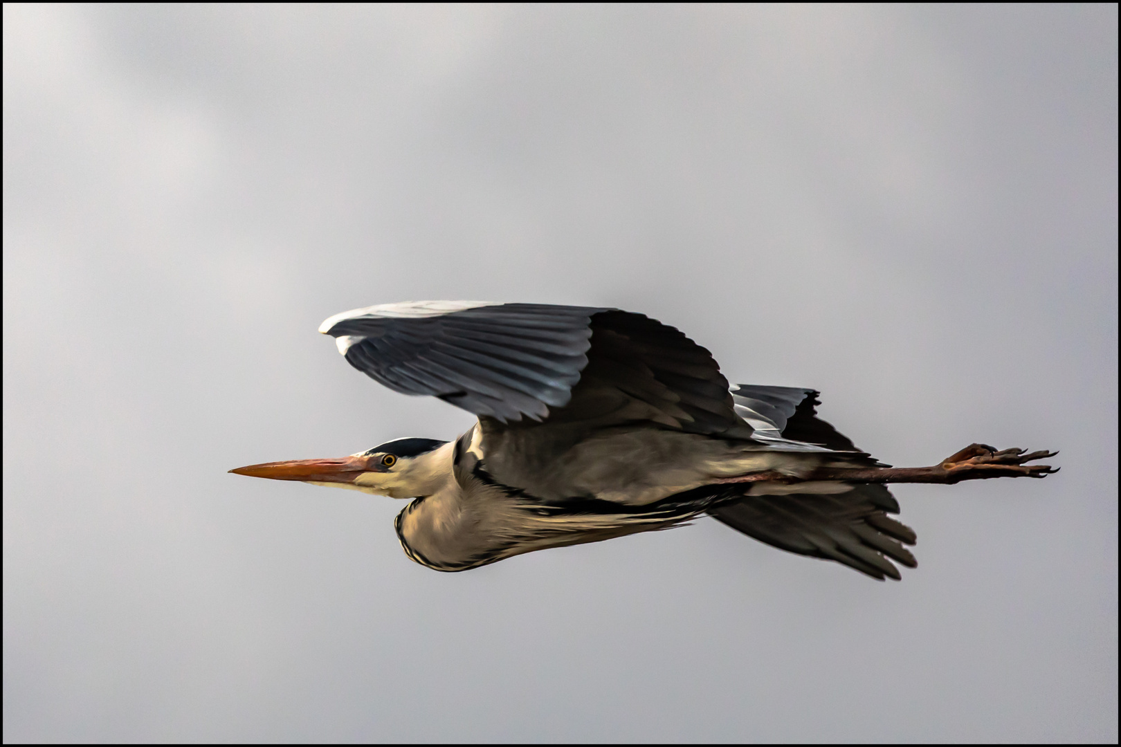 Graureiher im Flug