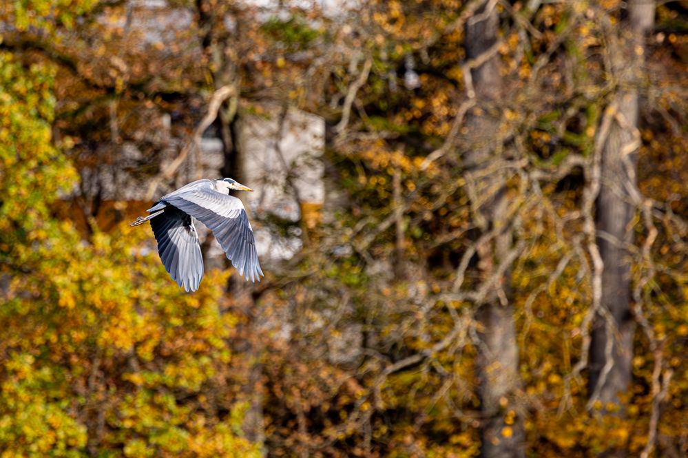 Graureiher im Flug