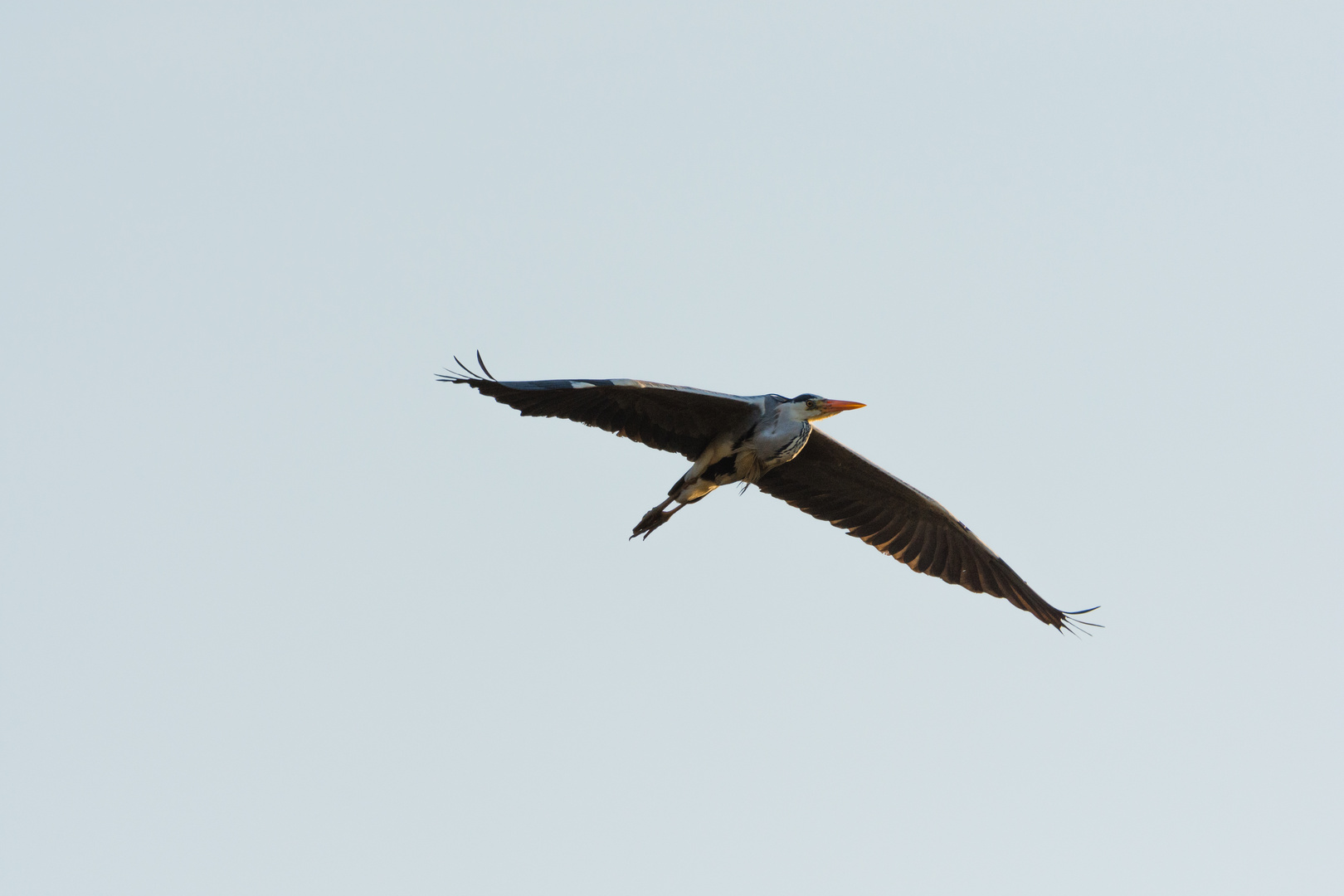 Graureiher im Flug