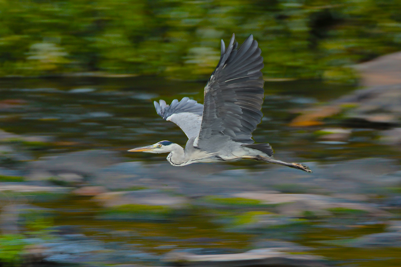 Graureiher im Flug