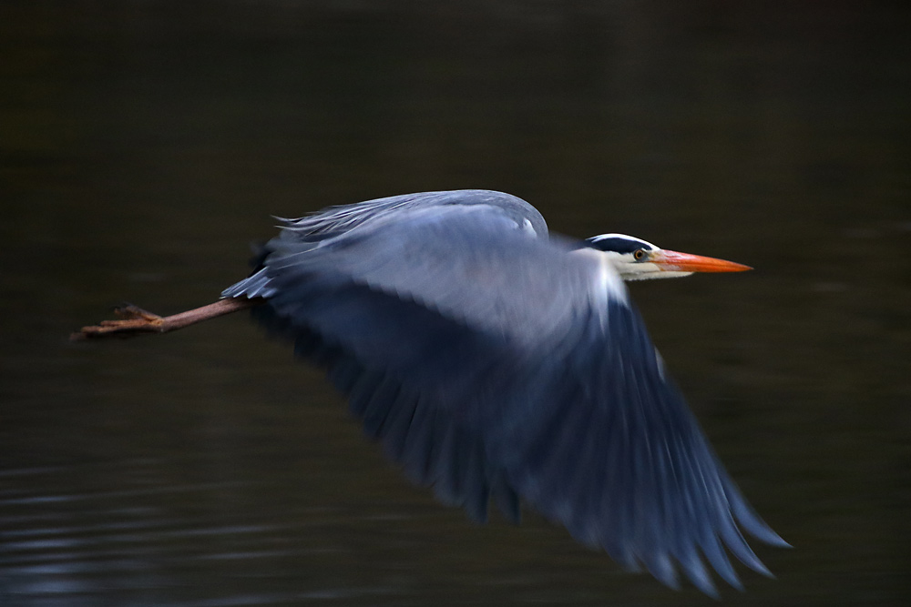 Graureiher im Flug