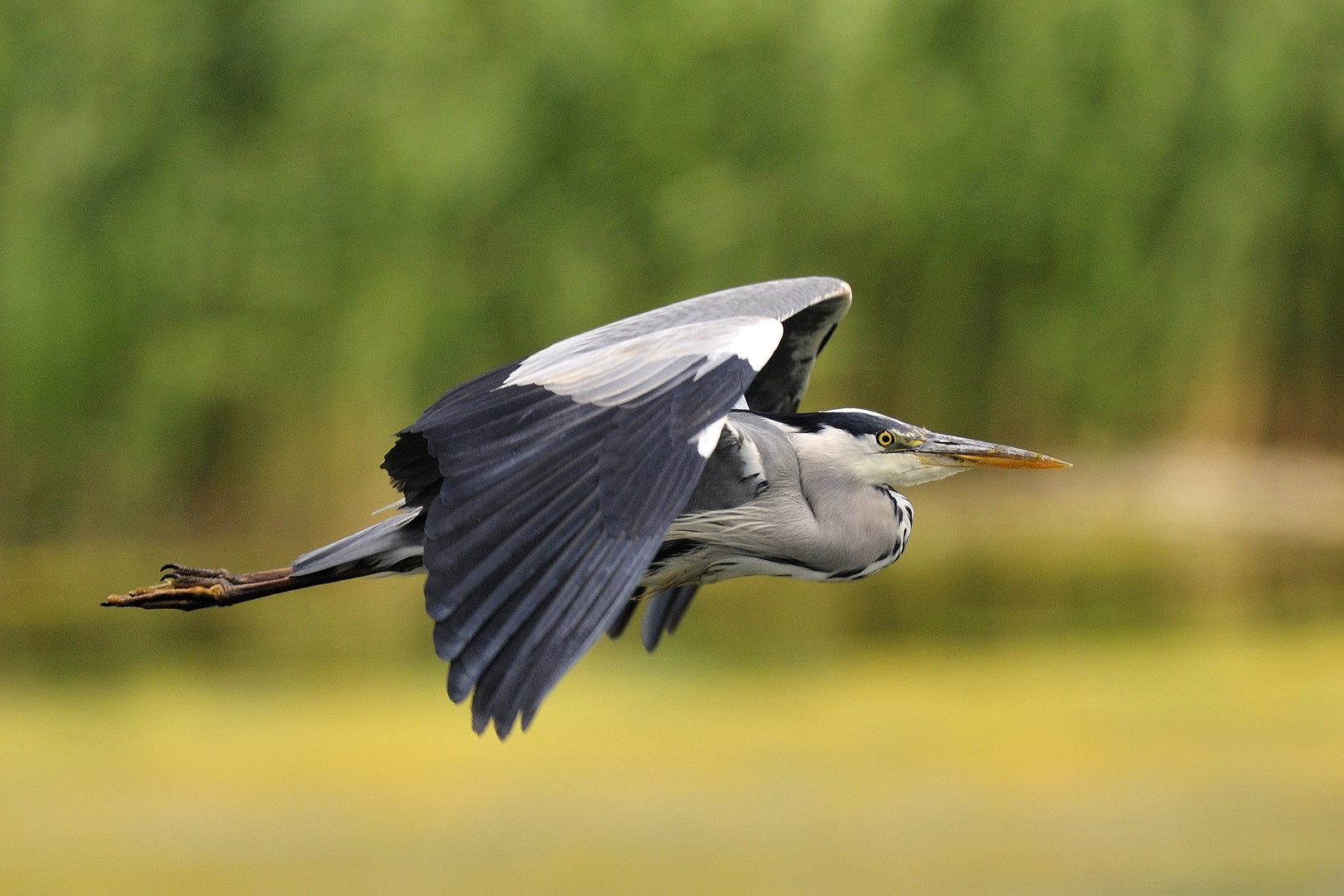 Graureiher im Flug