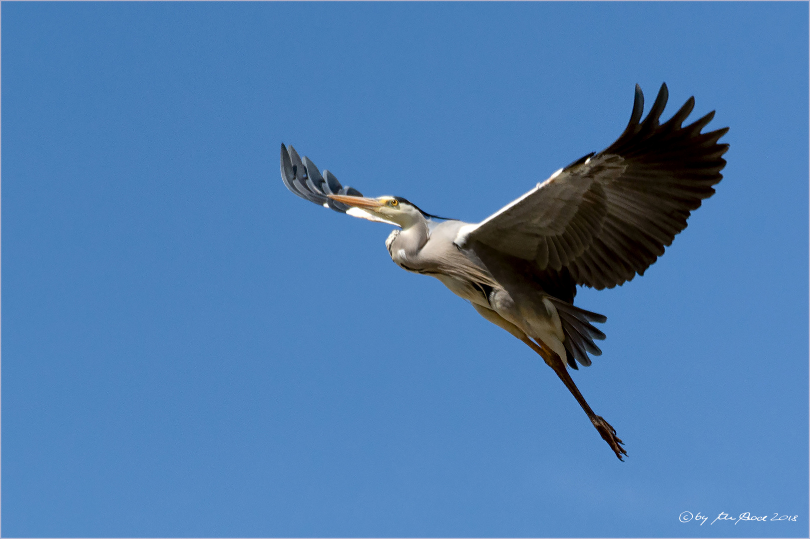 Graureiher im Flug