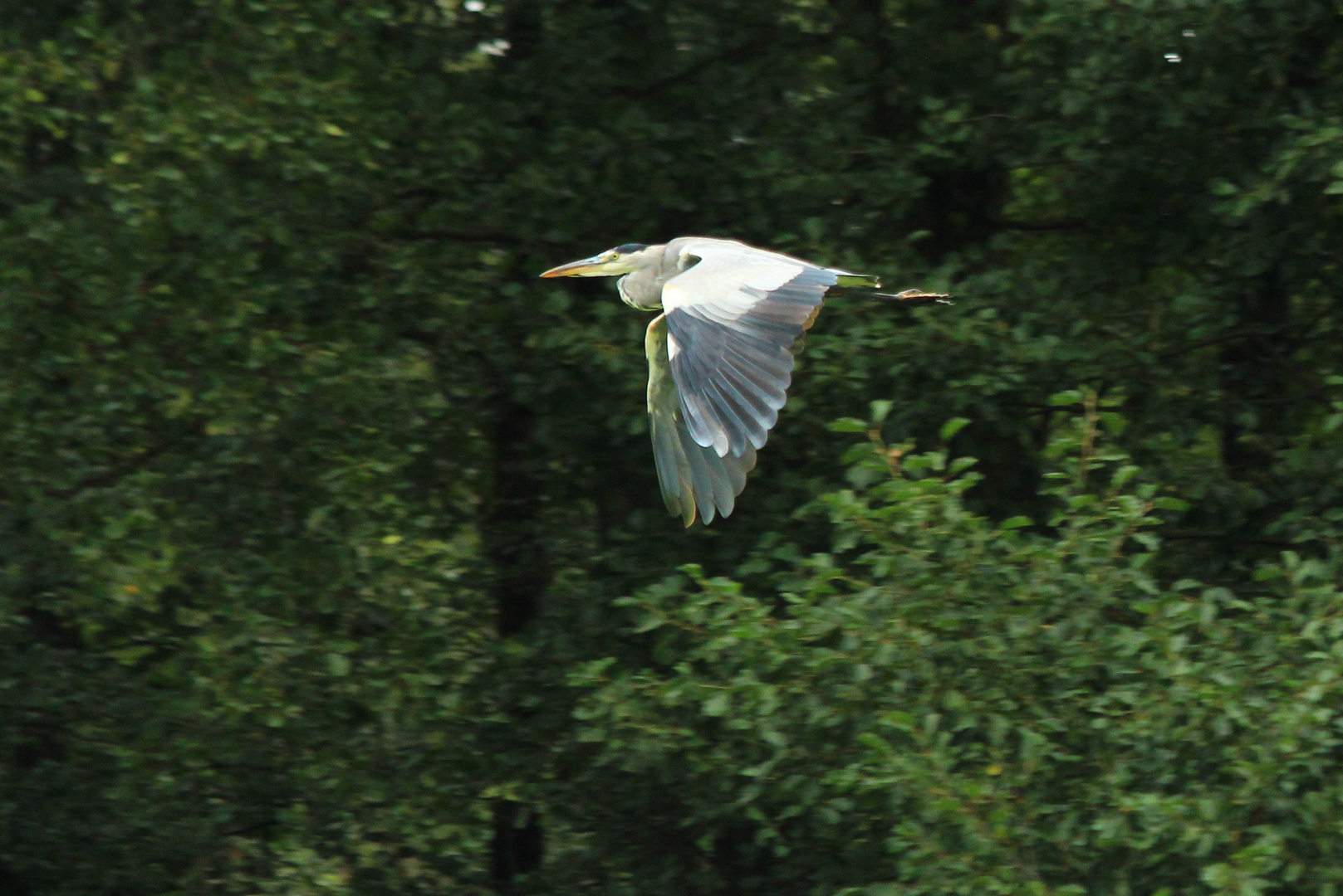 Graureiher im Flug