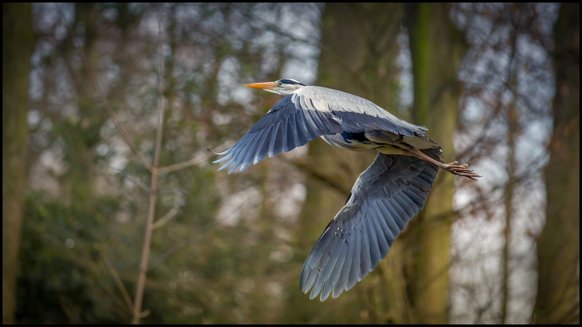 Graureiher im Flug