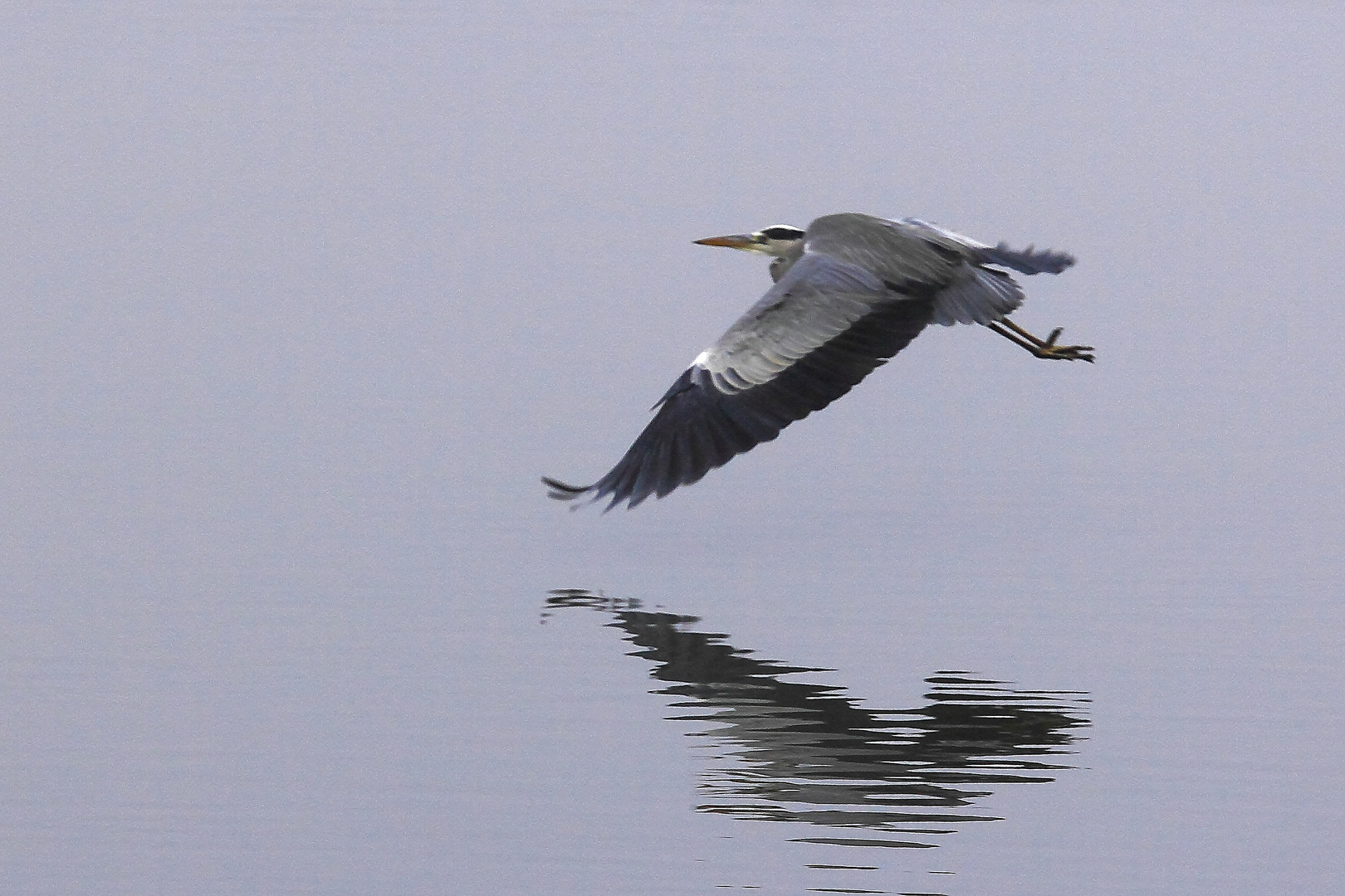 Graureiher im Flug