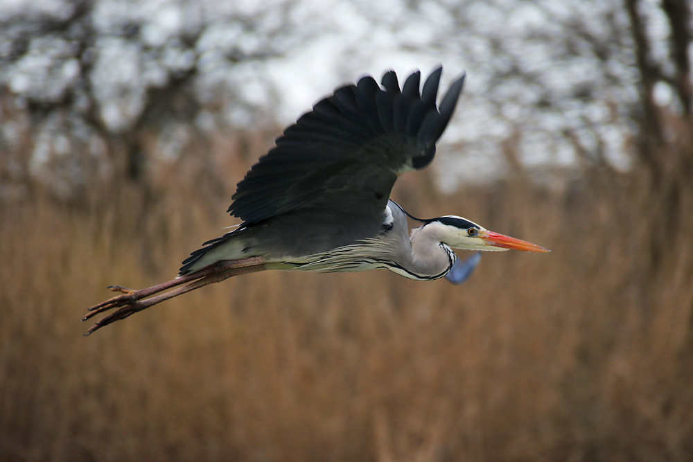 Graureiher im Flug