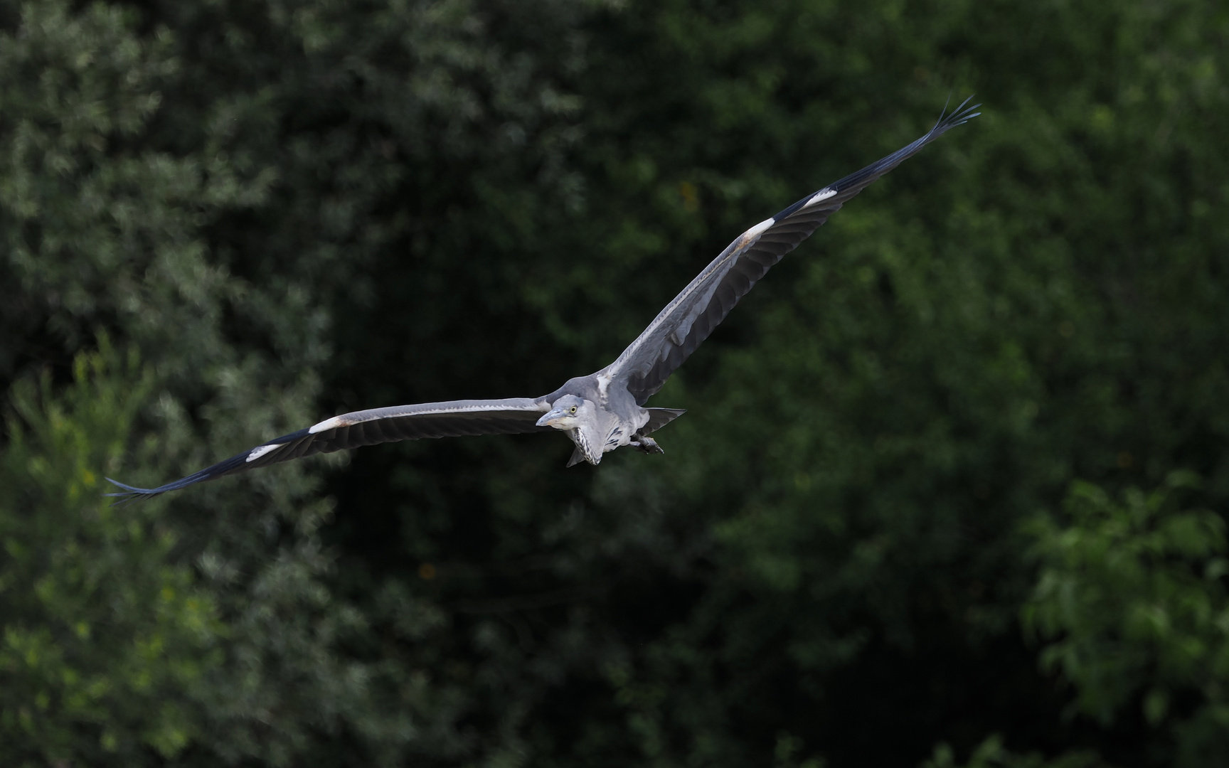 Graureiher im Flug