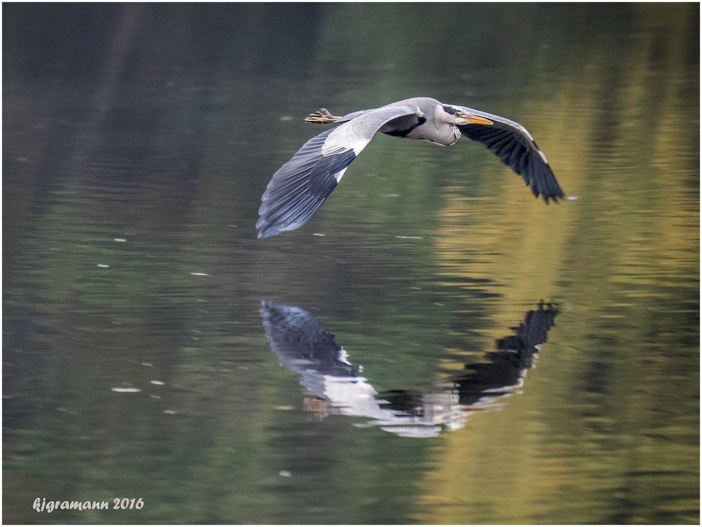 graureiher im flug......