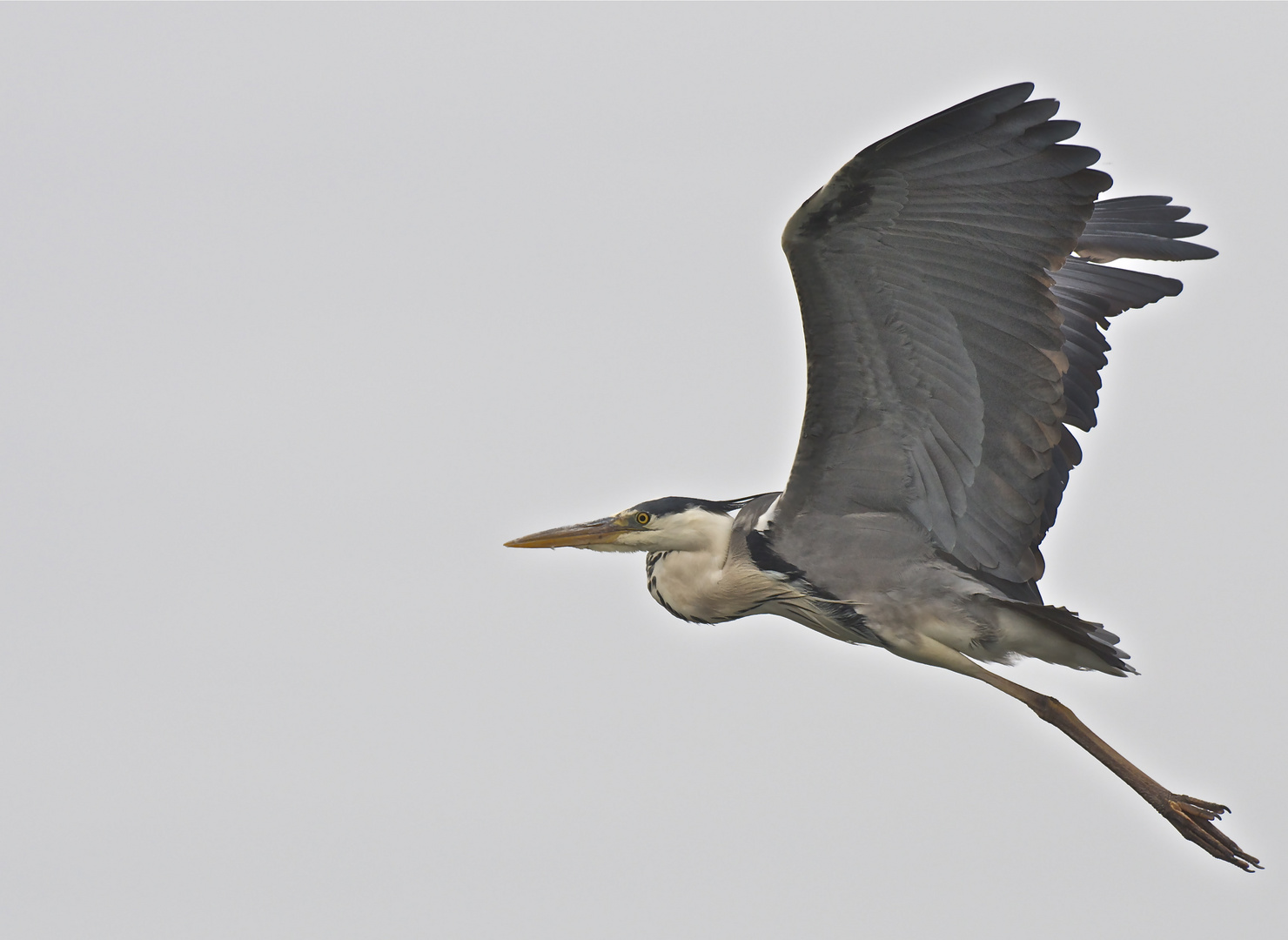 Graureiher im Flug