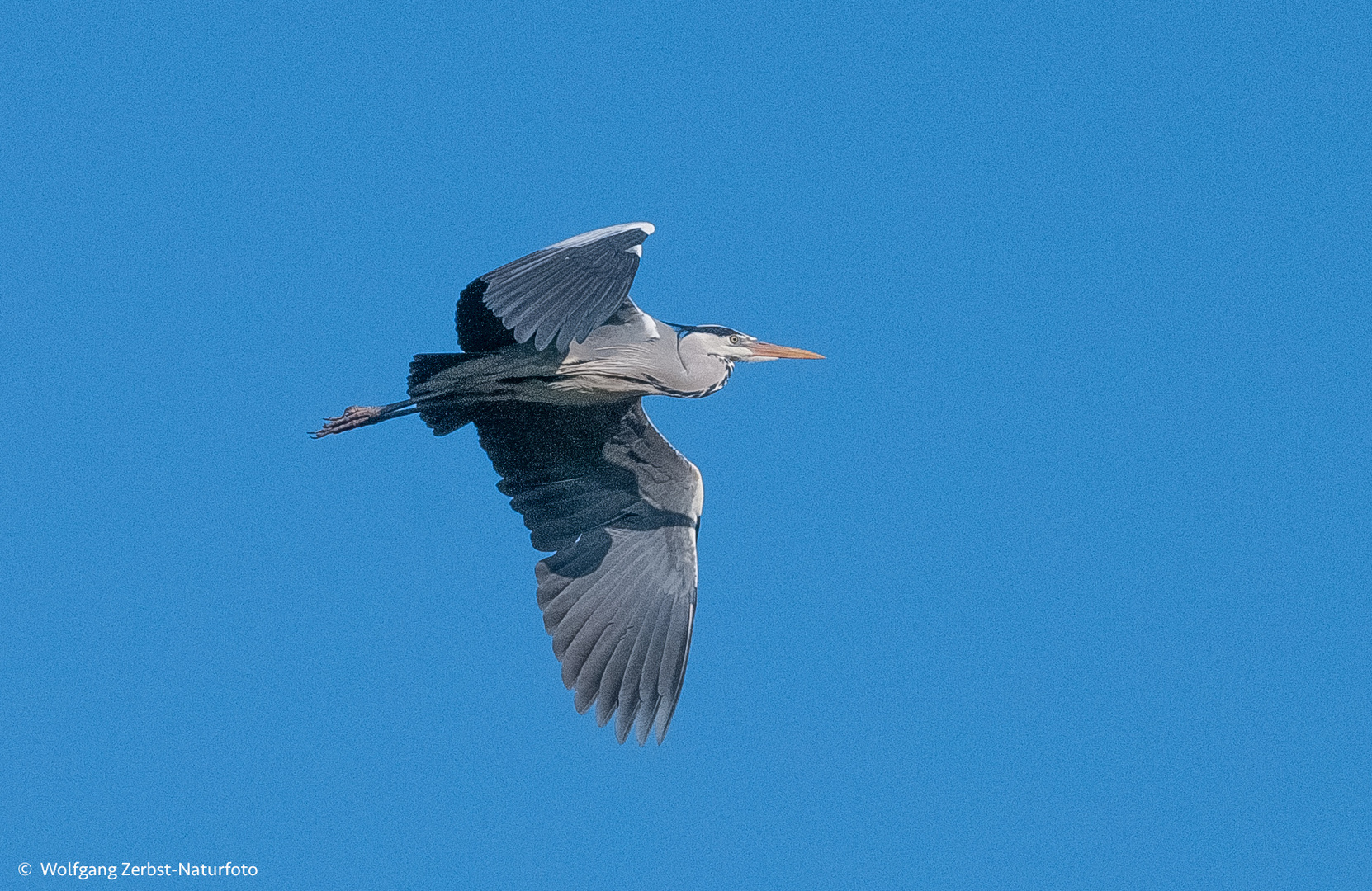 -- Graureiher im Flug --