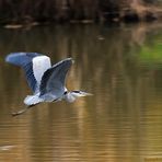 Graureiher im Flug