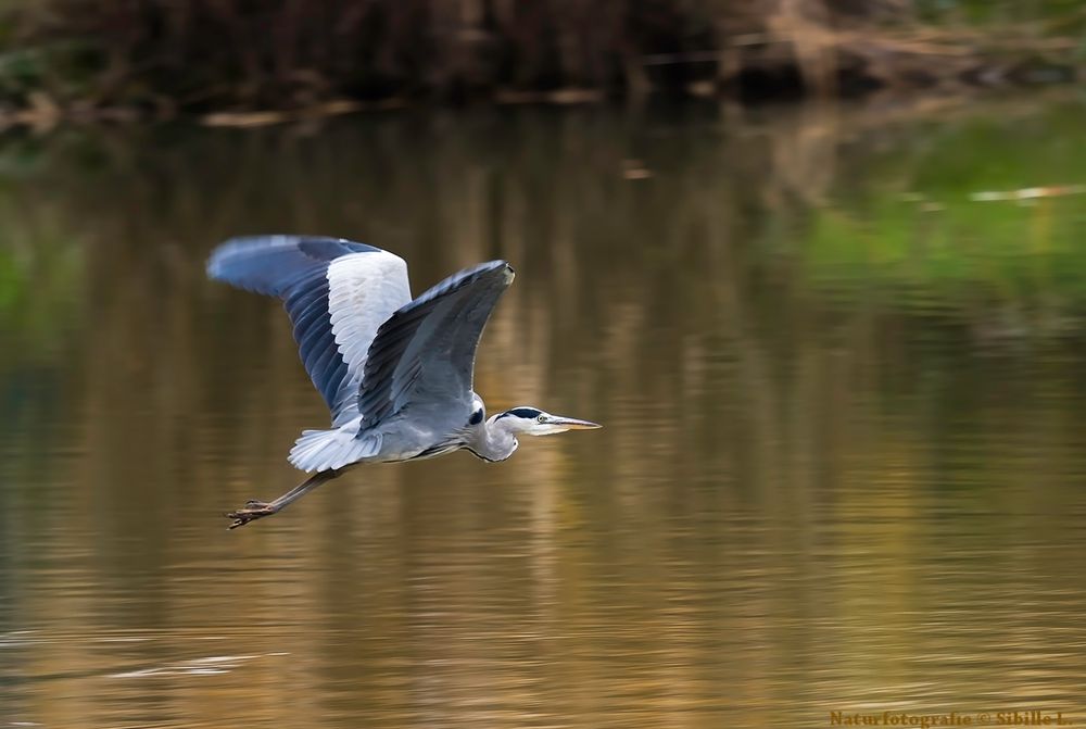 Graureiher im Flug