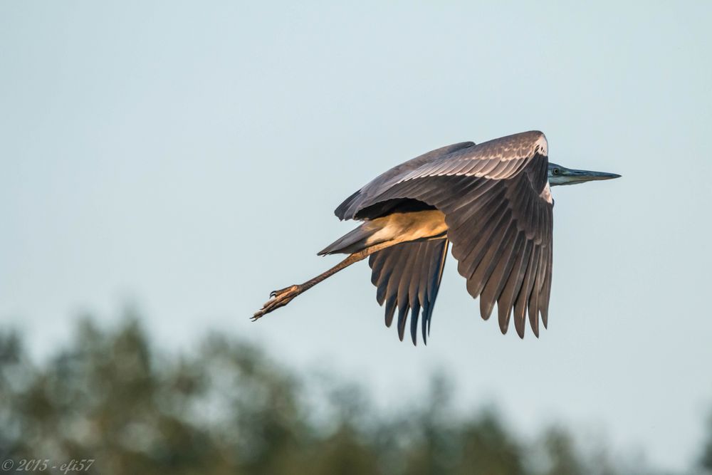 Graureiher im Flug