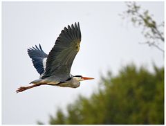 Graureiher im Flug