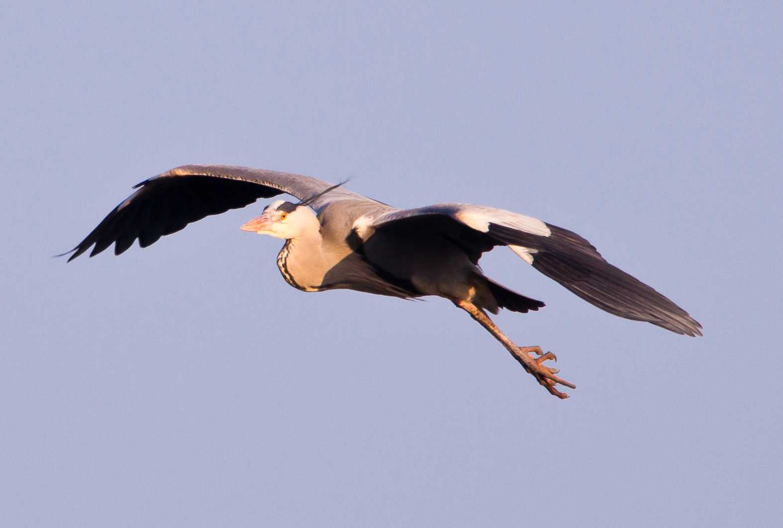 Graureiher im Flug