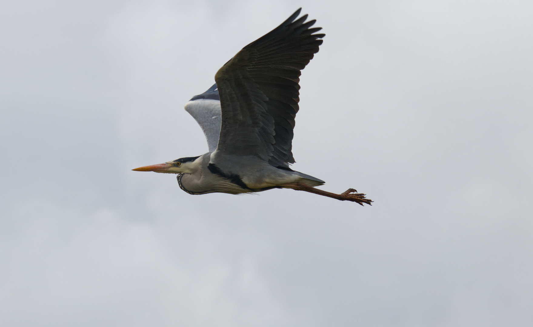 Graureiher im Flug