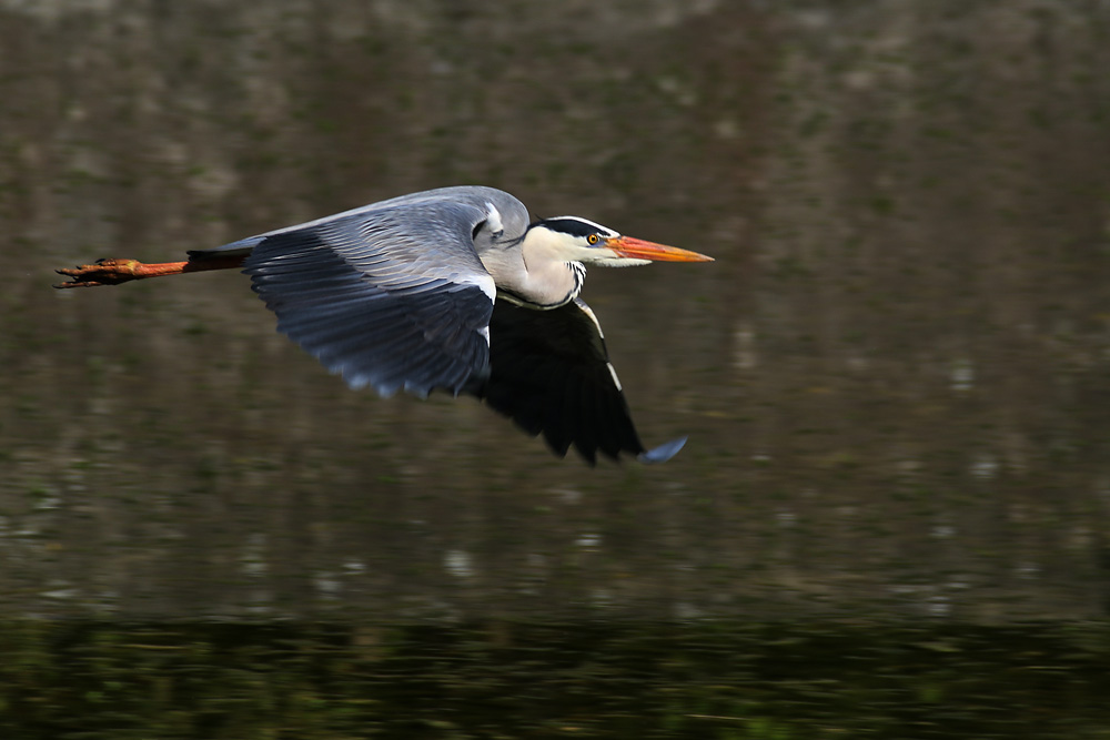 Graureiher im Flug