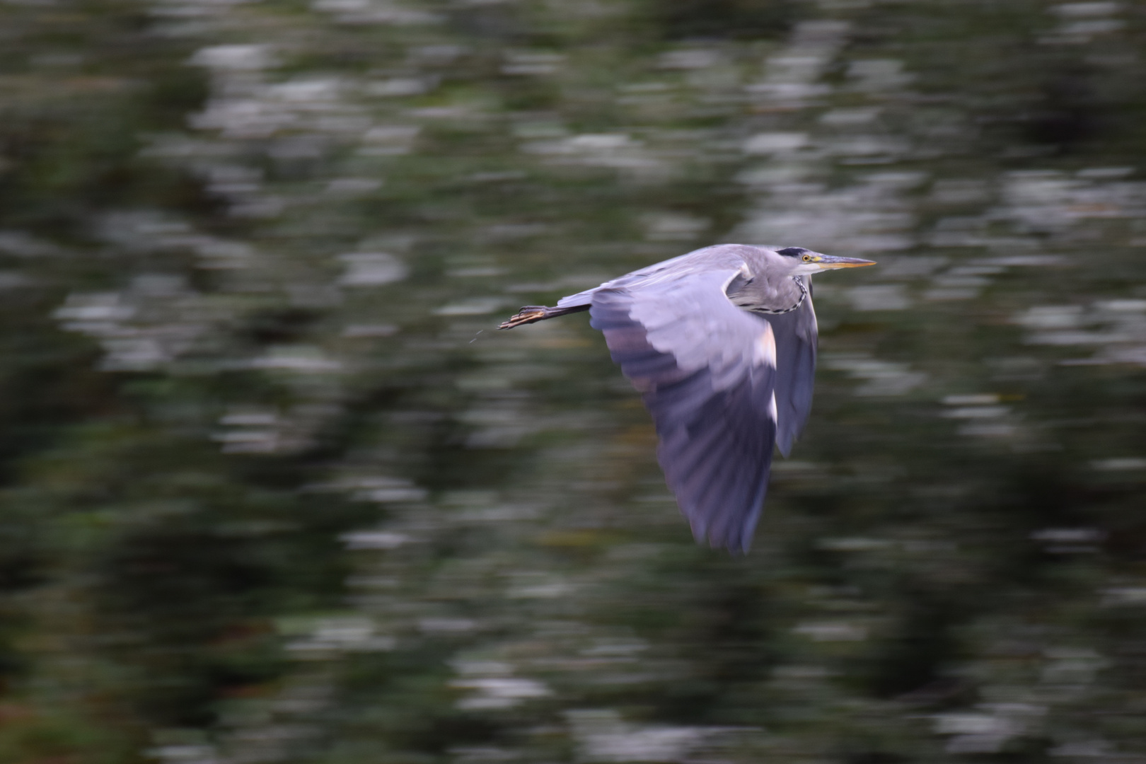 Graureiher im Flug