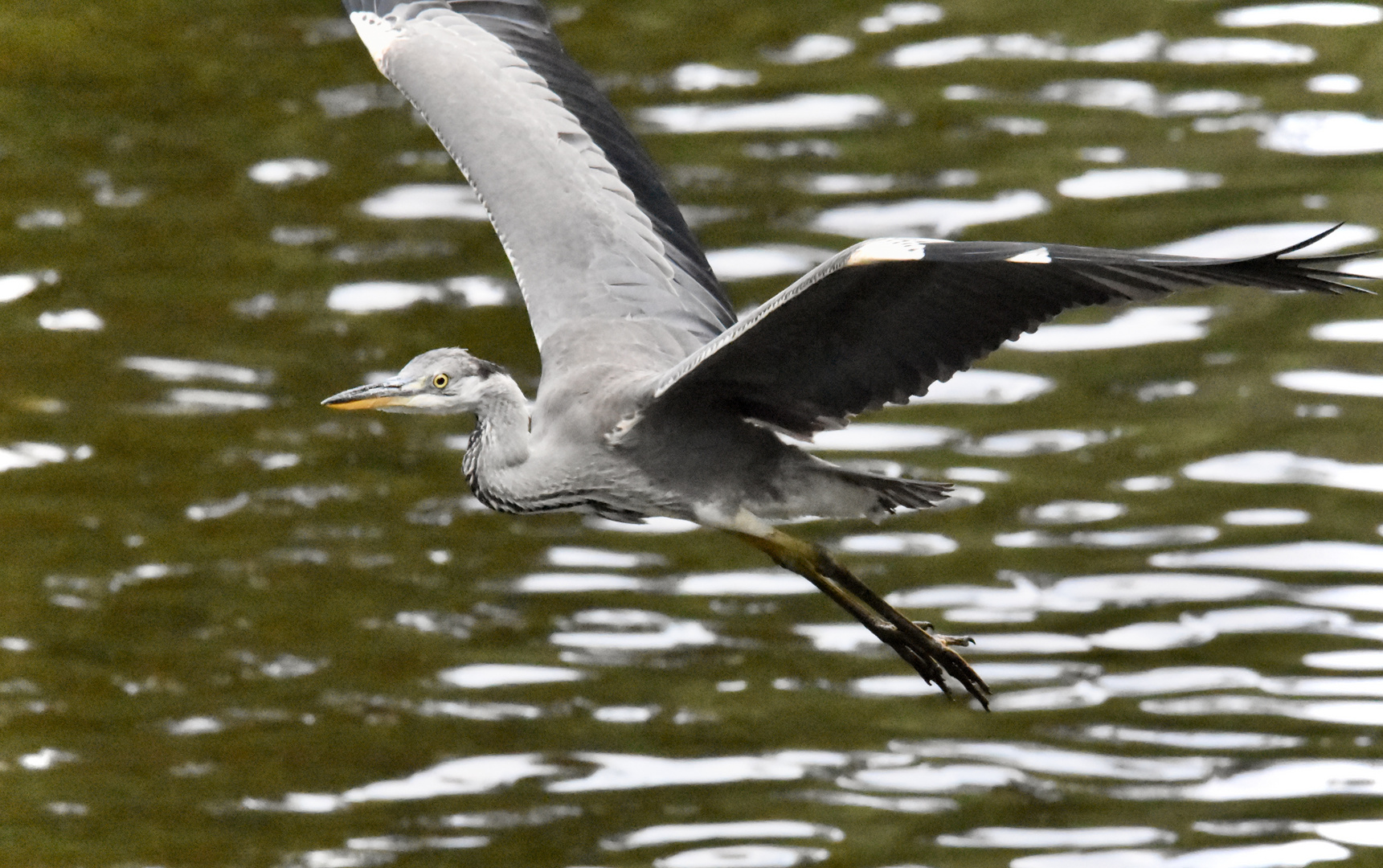 Graureiher im Flug