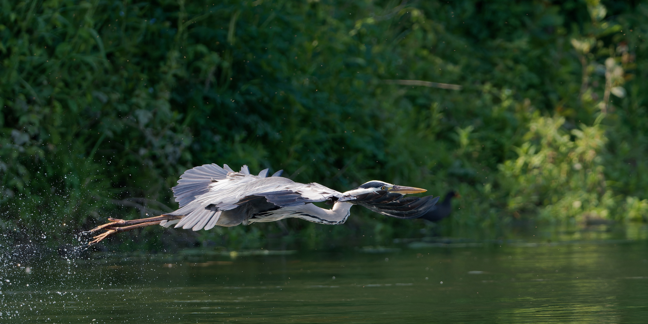 Graureiher im Flug 