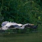 Graureiher im Flug 