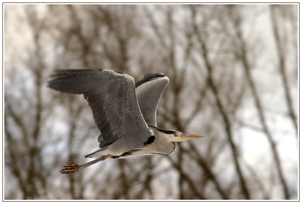 Graureiher im Flug