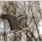 Graureiher im Flug