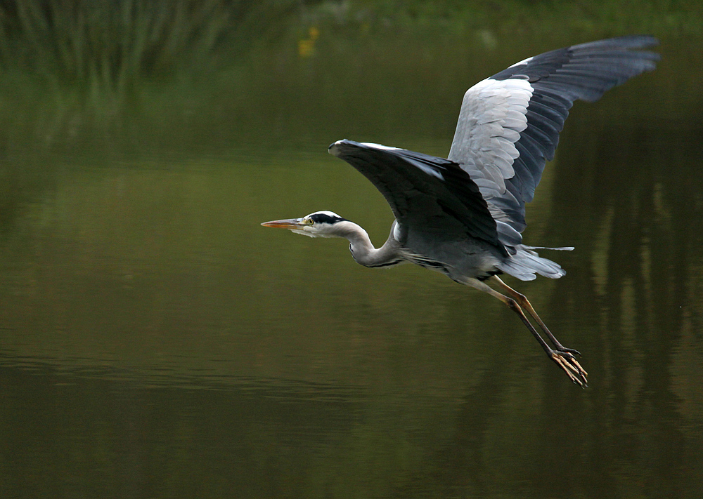 Graureiher im Flug