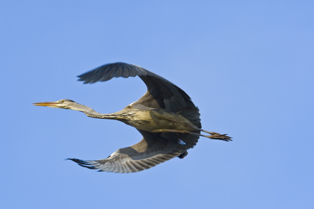 Graureiher im Flug