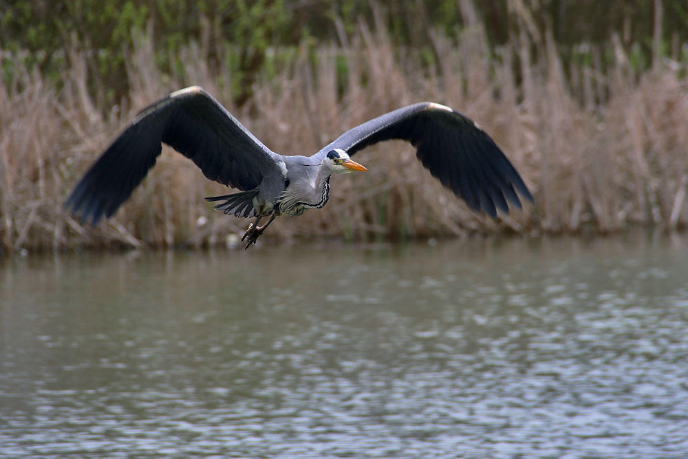 Graureiher im Flug