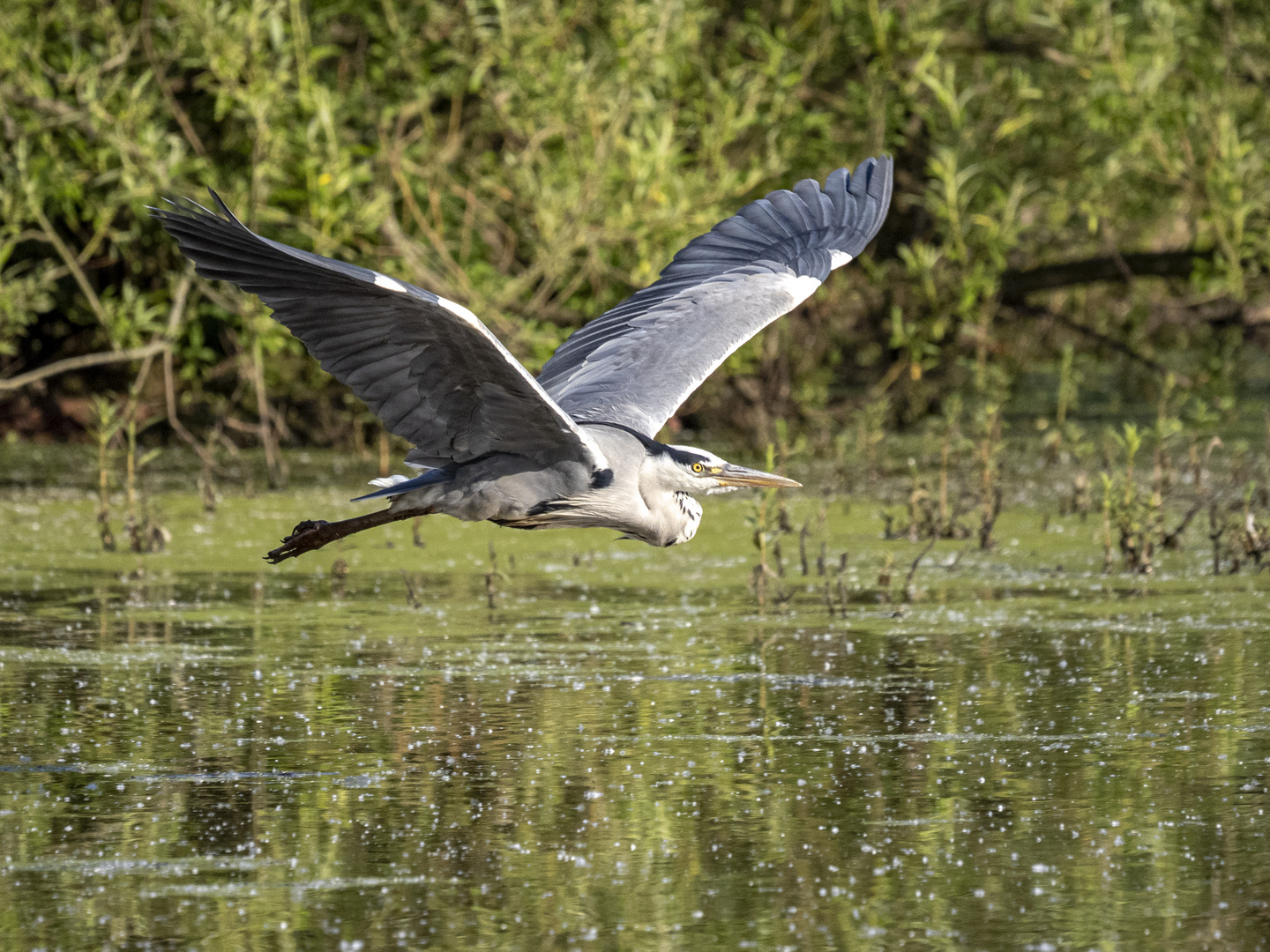 Graureiher im Flug