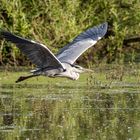 Graureiher im Flug