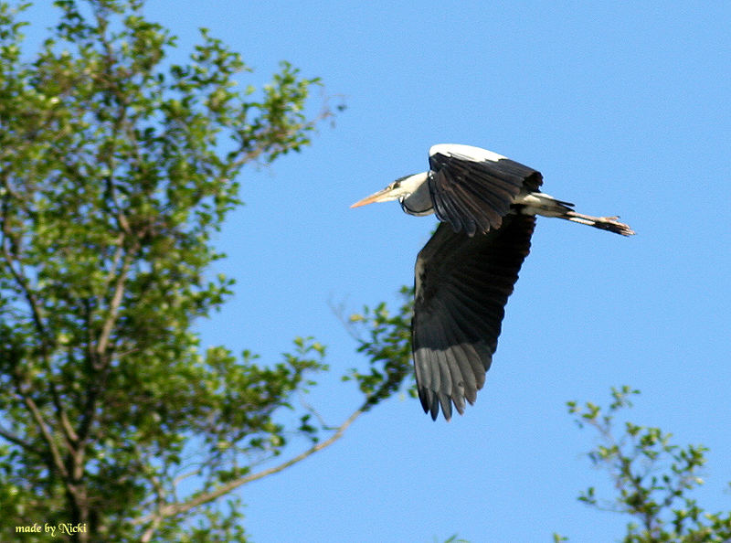 Graureiher im Flug erwischt