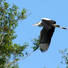 Graureiher im Flug erwischt